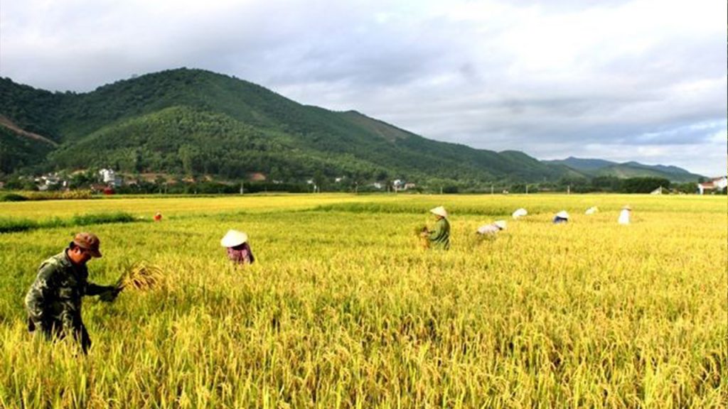 Nằm mơ thấy lúa