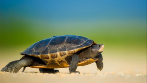 Read more about the article Nằm mơ thấy con rùa nên chơi đề thế nào ?