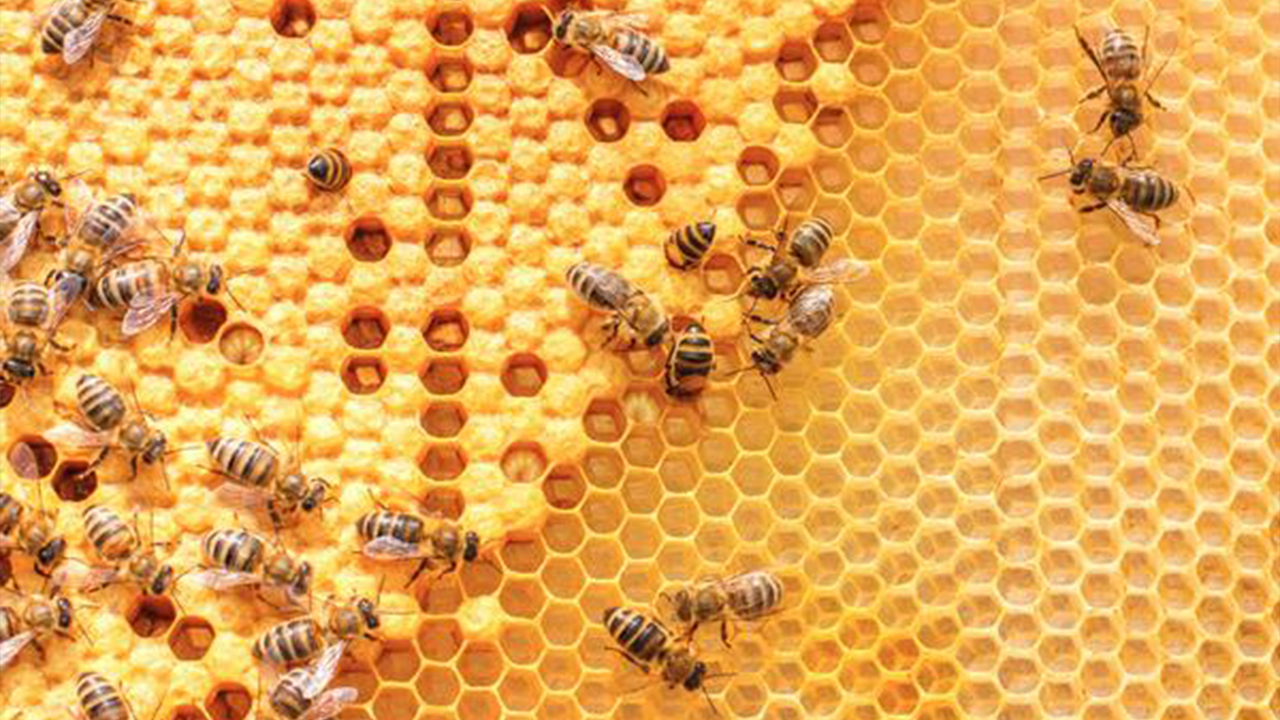 Read more about the article Mơ thấy tổ ong là đánh số đề nào hợp lý nhất