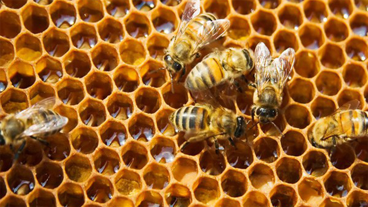 Mơ thấy tổ ong đánh đề con gì?