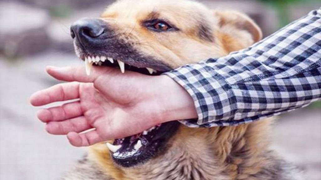 Nằm mơ thấy chó cắn đánh số mấy