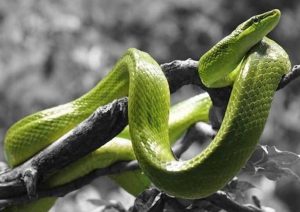 Read more about the article Nằm mơ thấy rắn màu xanh là điềm báo gì ta cần biết